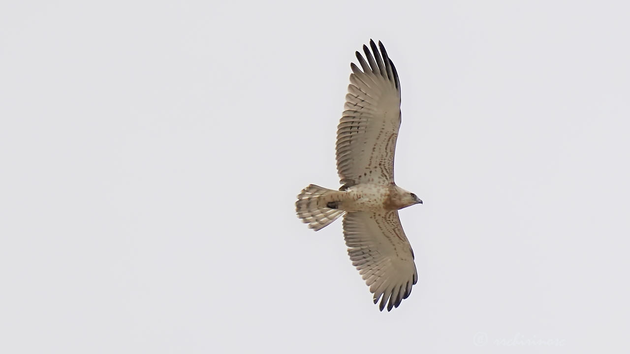 Short-toed snake eagle