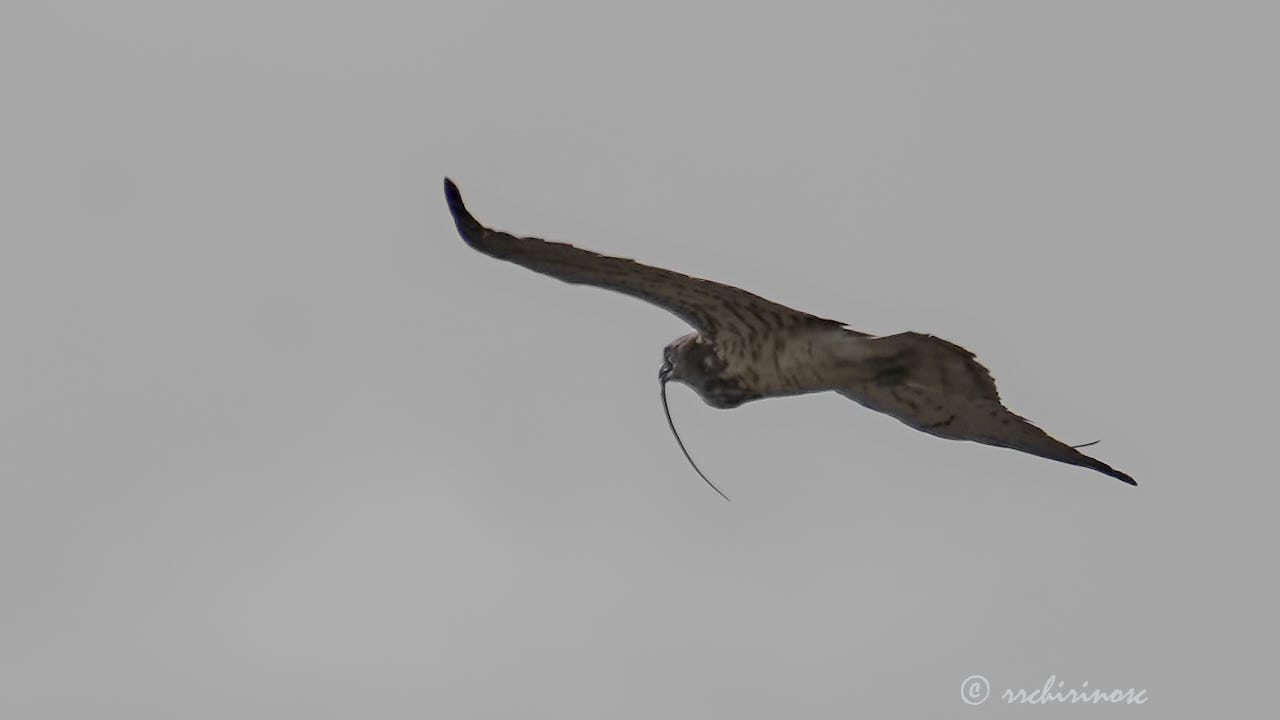 Short-toed snake eagle