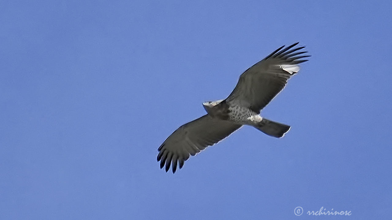 Short-toed snake eagle