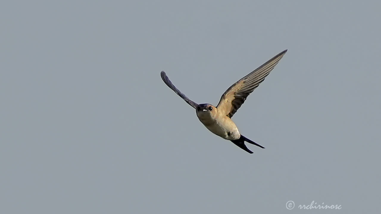 Red-rumped swallow