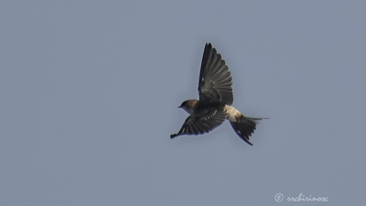 Red-rumped swallow