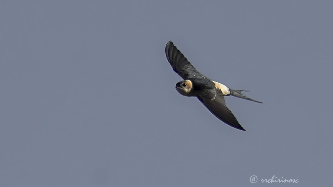 Red-rumped swallow