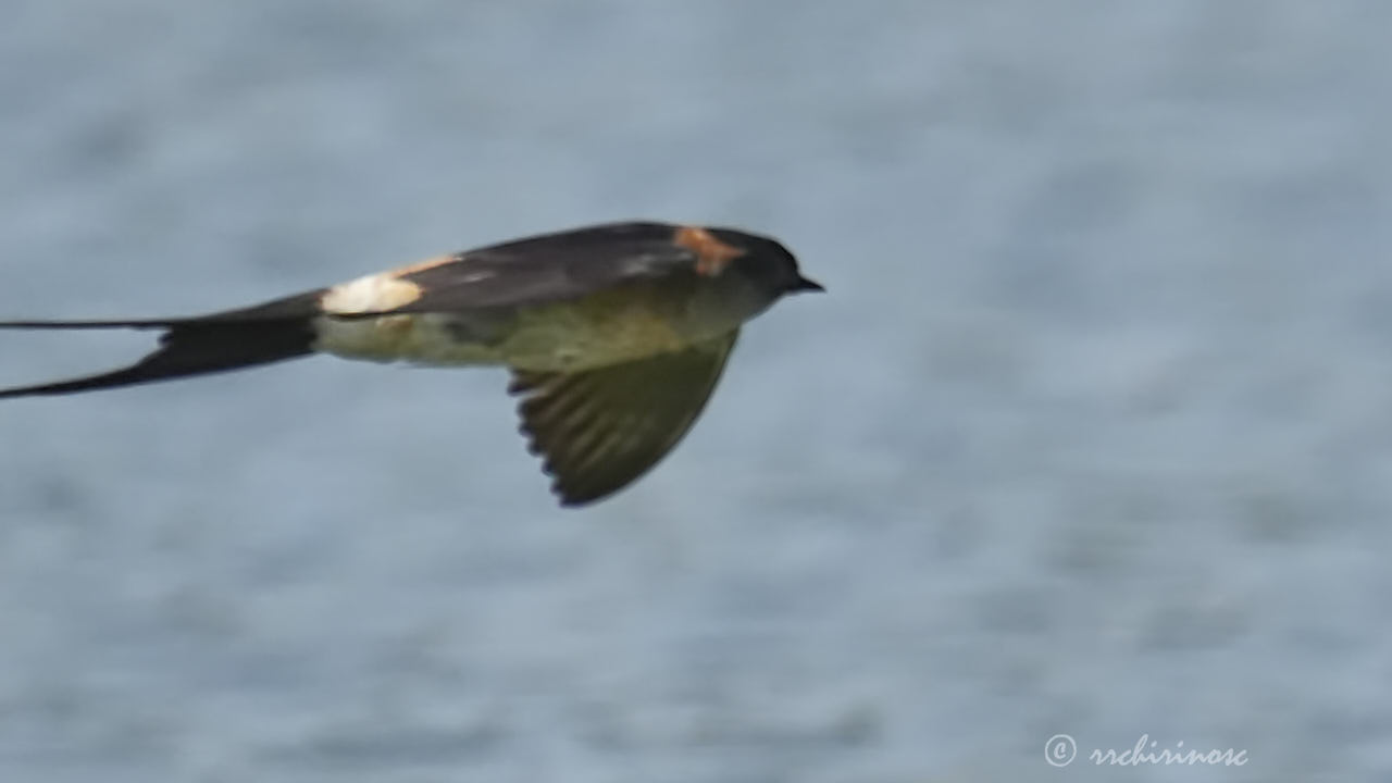 Red-rumped swallow