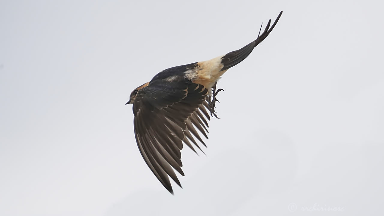 Red-rumped swallow