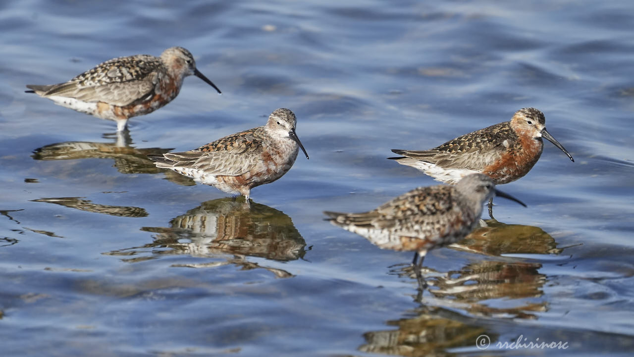 Curlew sandpiper