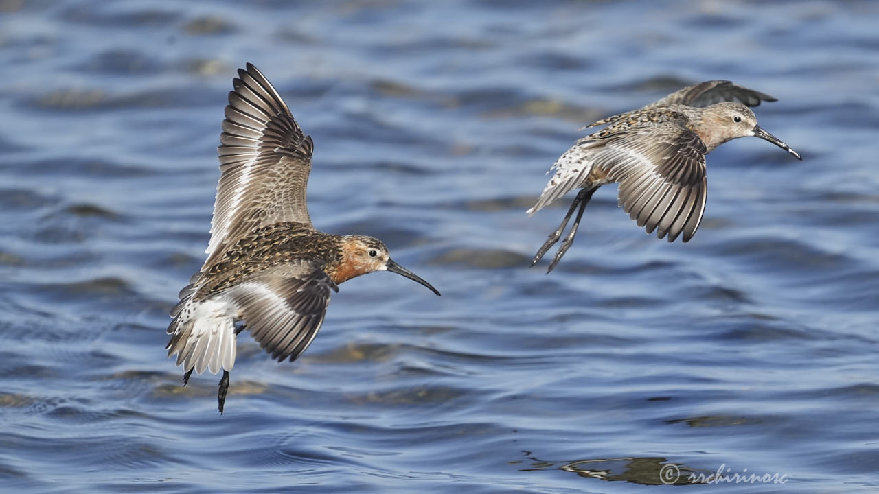 Curlew sandpiper