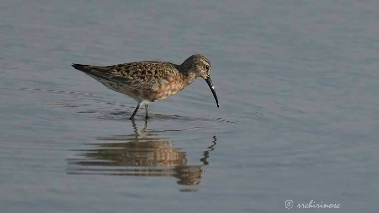 Curlew sandpiper