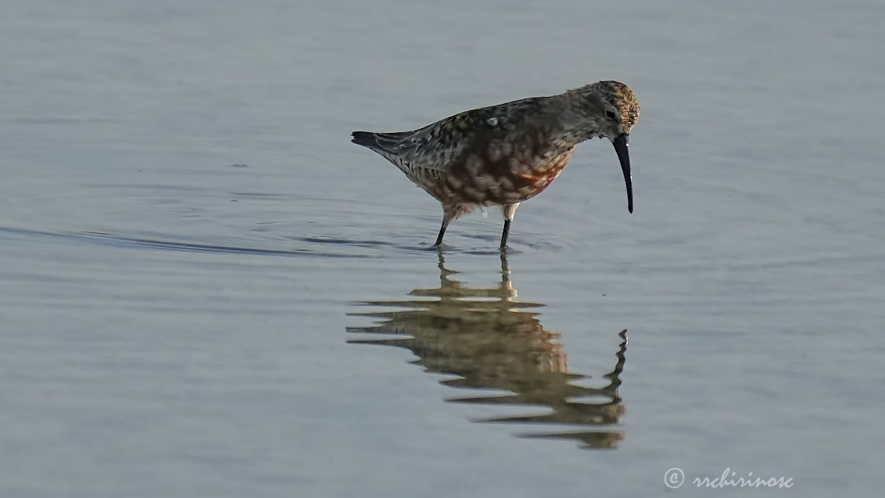 Curlew sandpiper