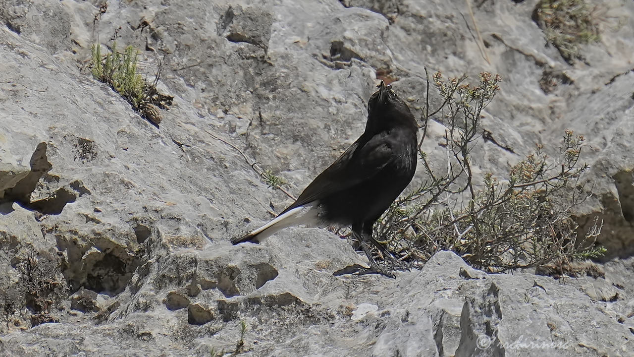 Black wheatear