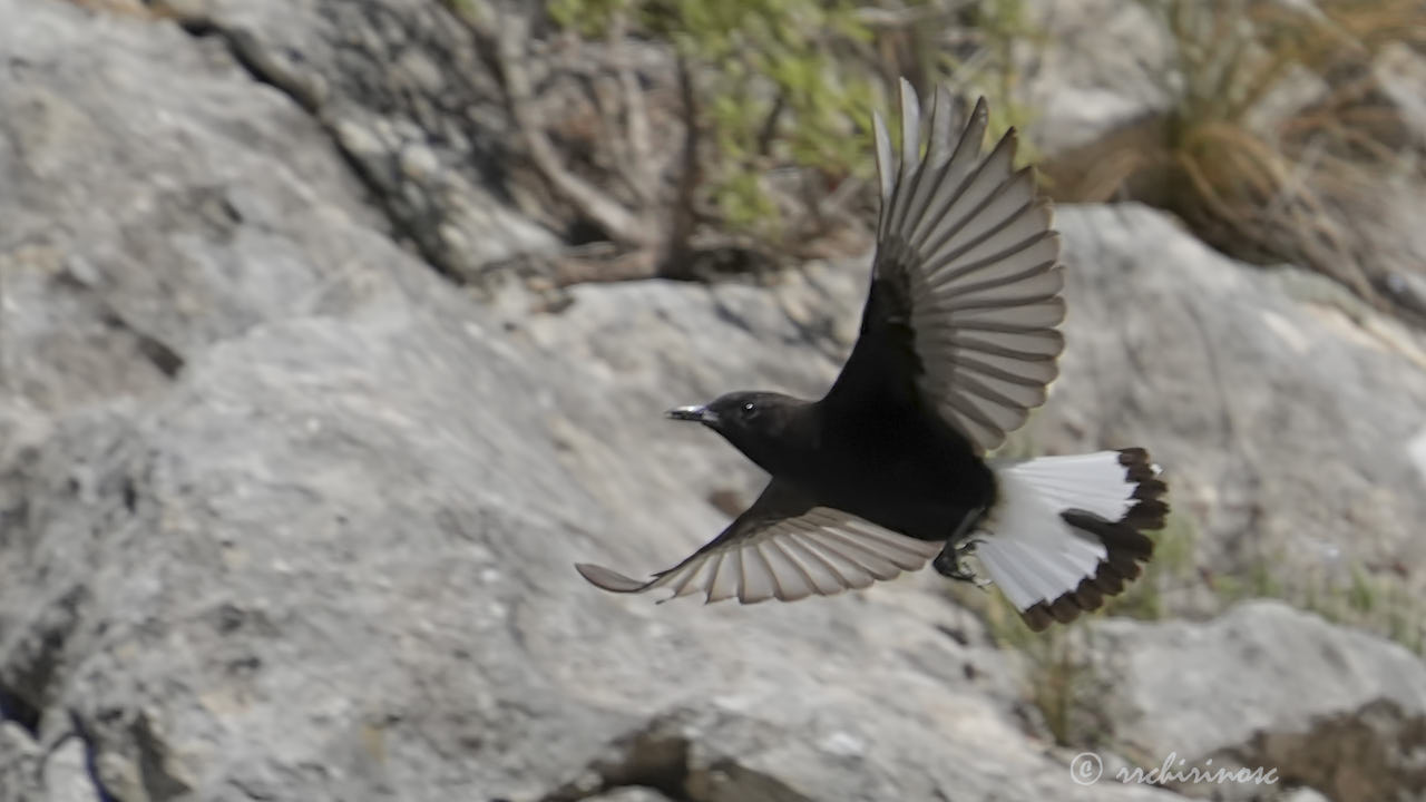 Black wheatear