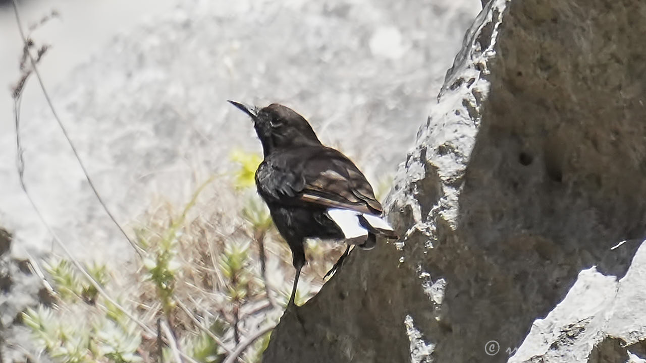 Black wheatear