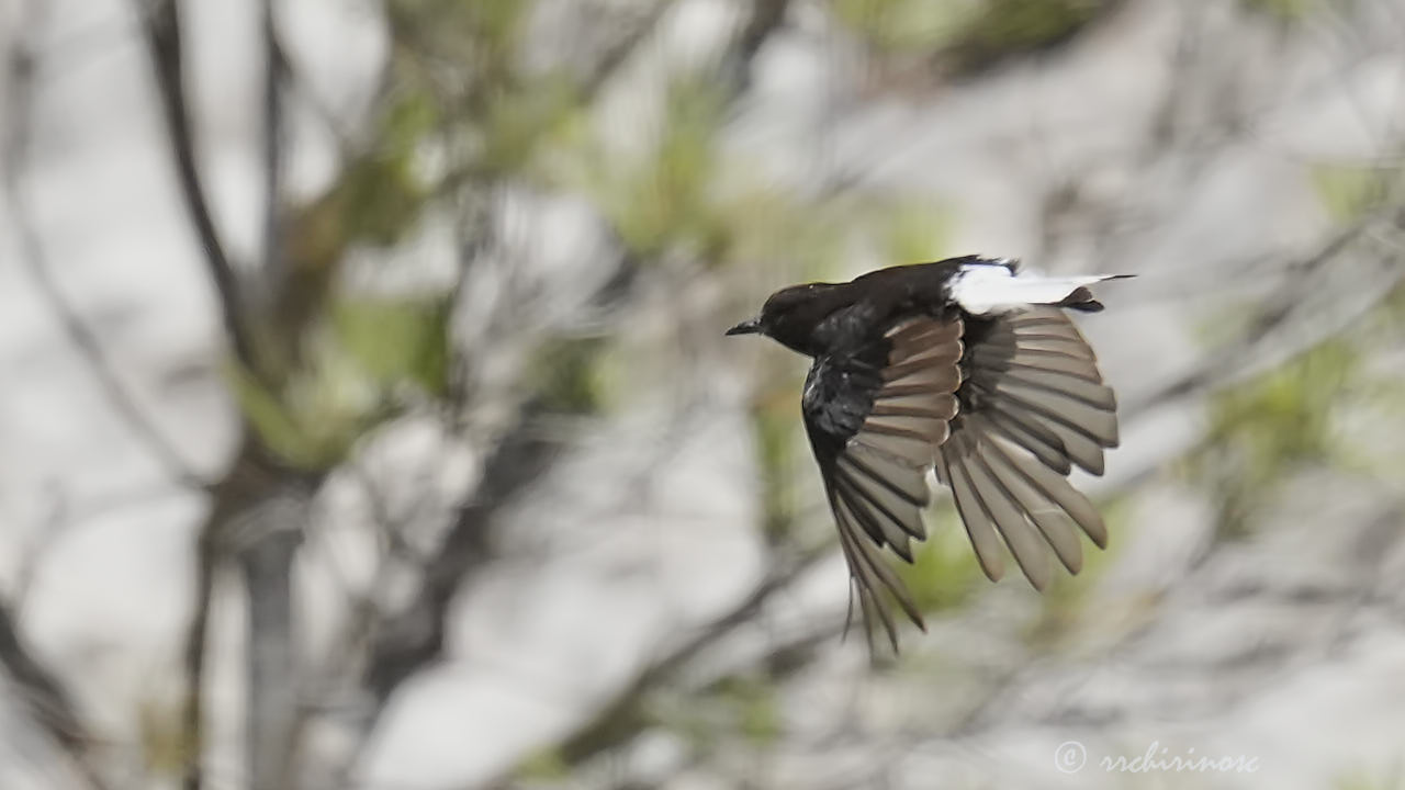 Black wheatear