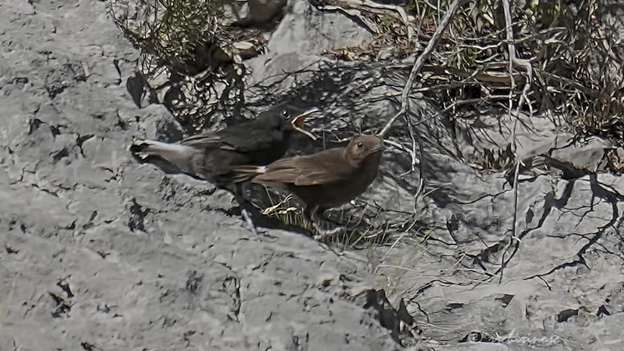 Black wheatear