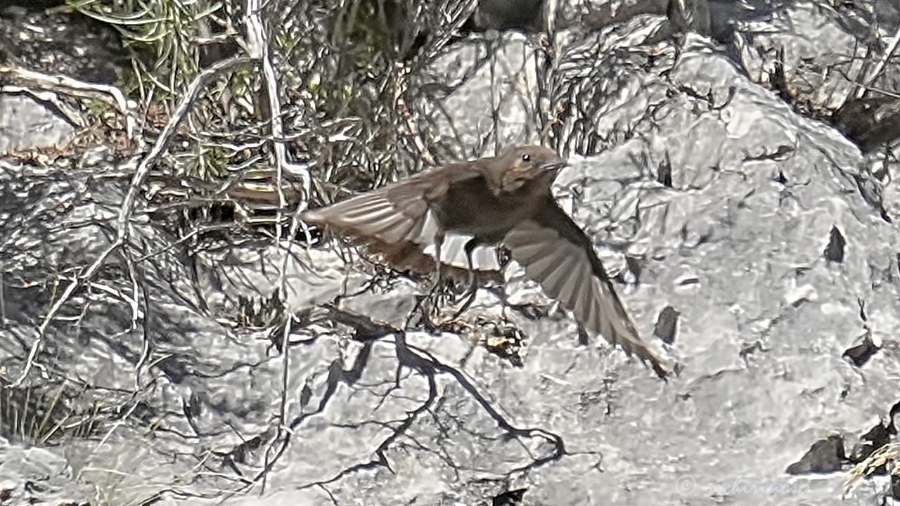 Black wheatear