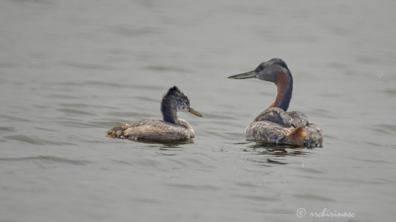 Great grebe