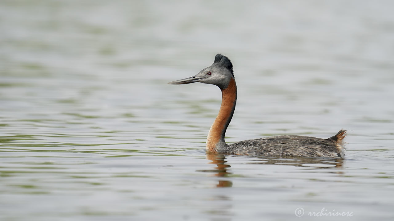 Great grebe