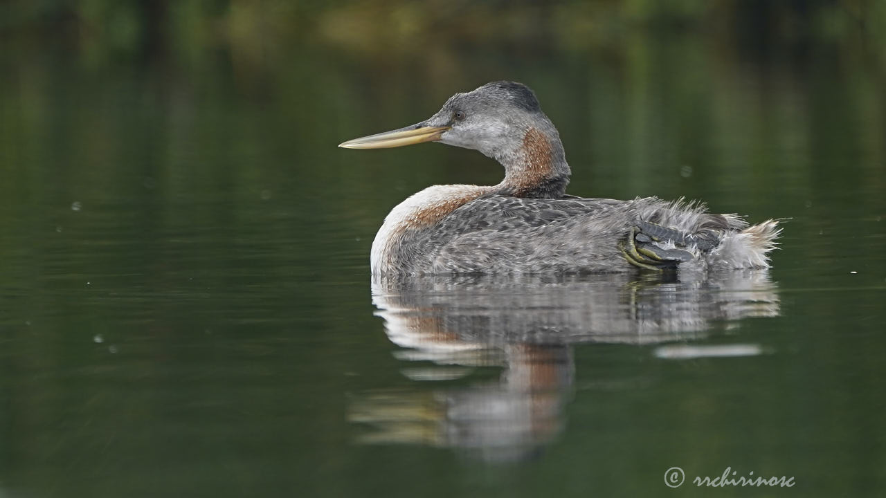 Great grebe