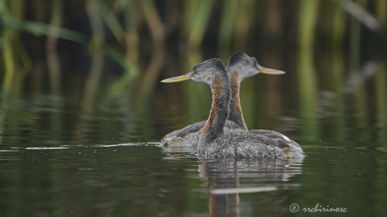 Great grebe