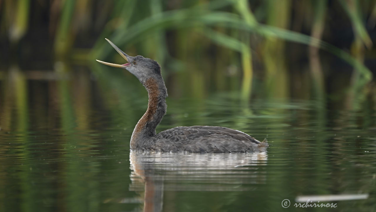 Great grebe