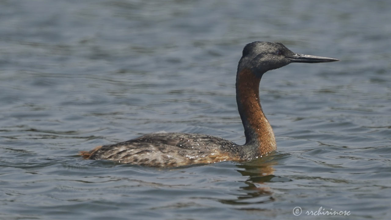 Great grebe