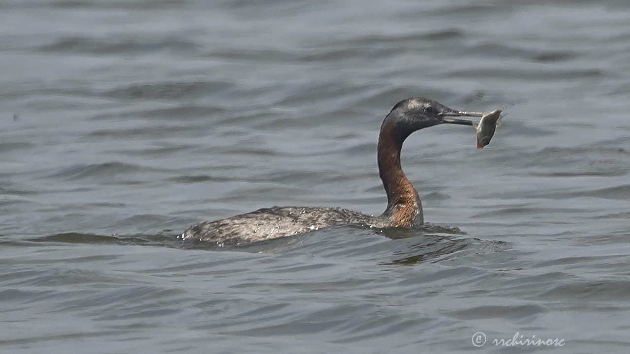 Great grebe