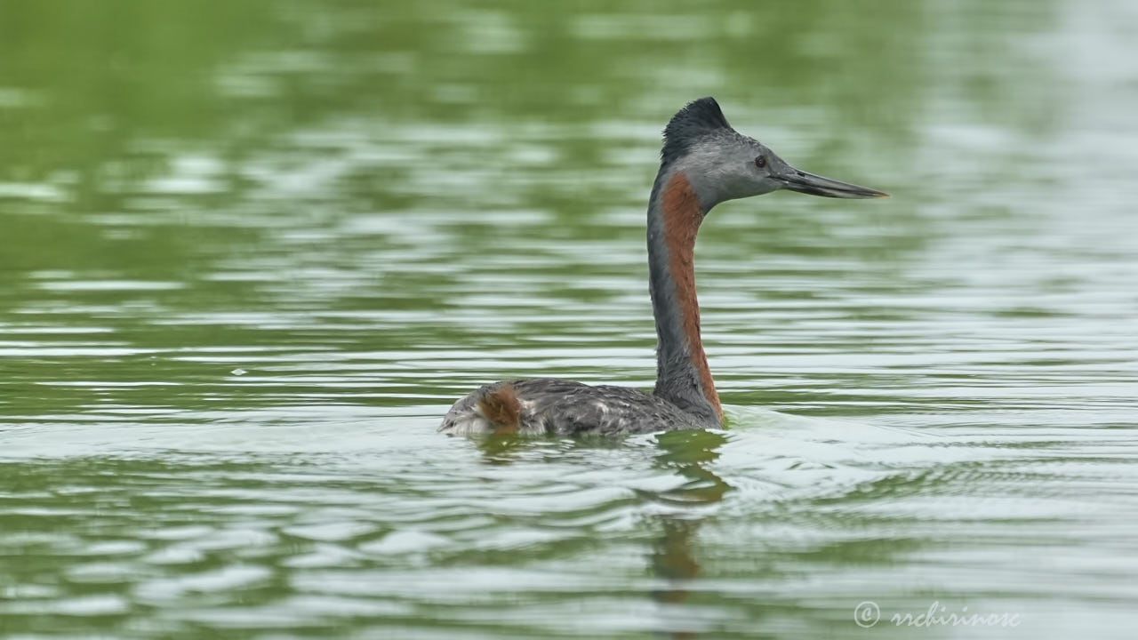 Great grebe