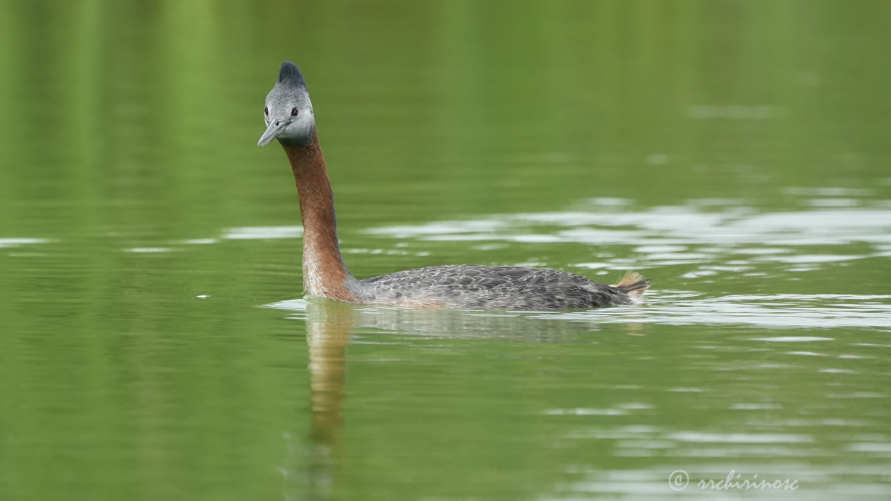 Great grebe