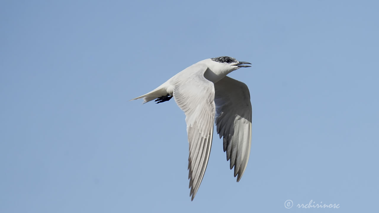 Gull-billed tern