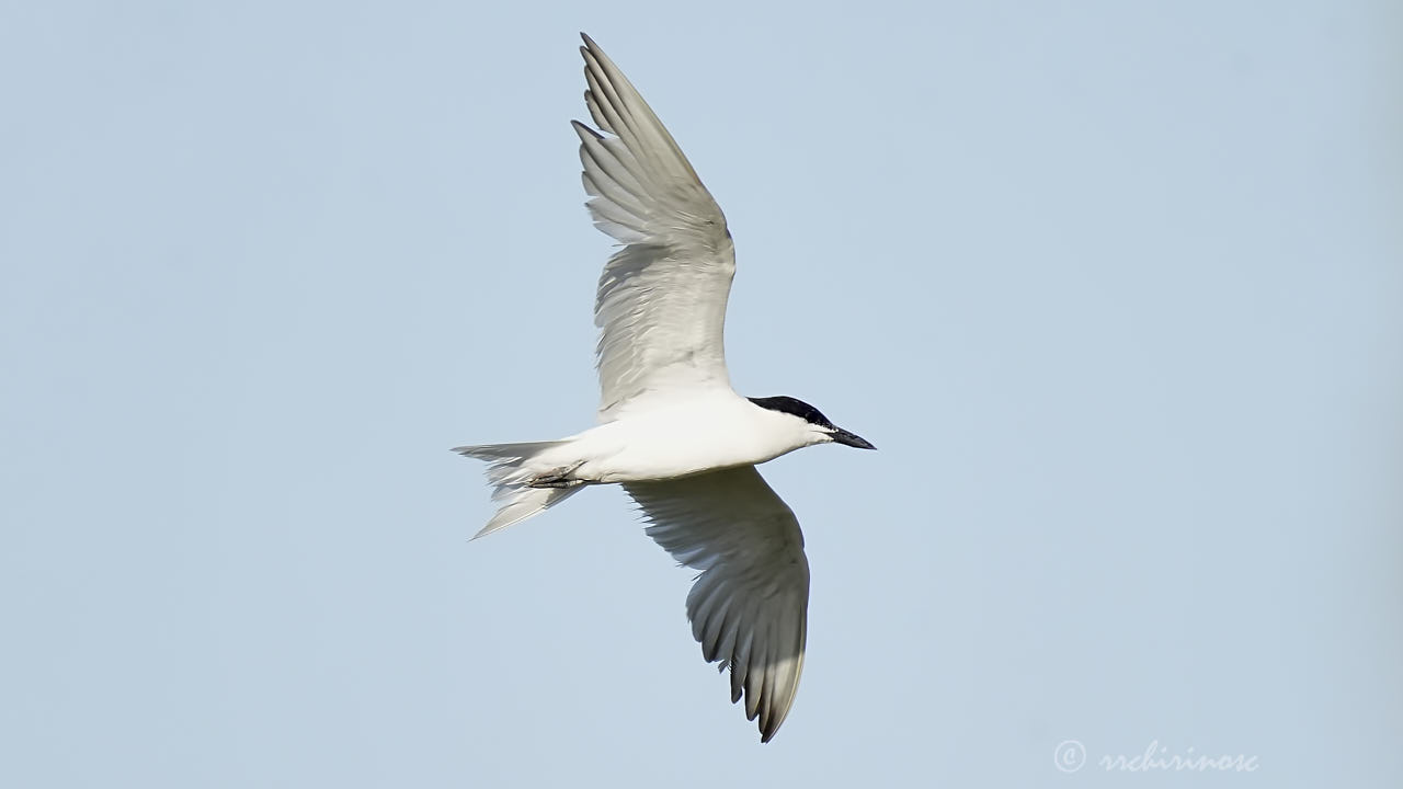 Gull-billed tern