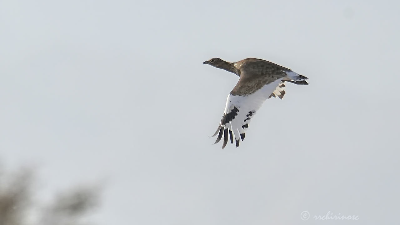 Little bustard