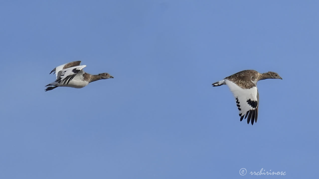 Little bustard