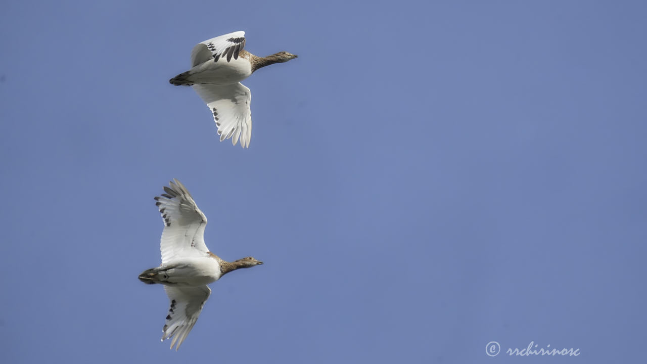 Little bustard