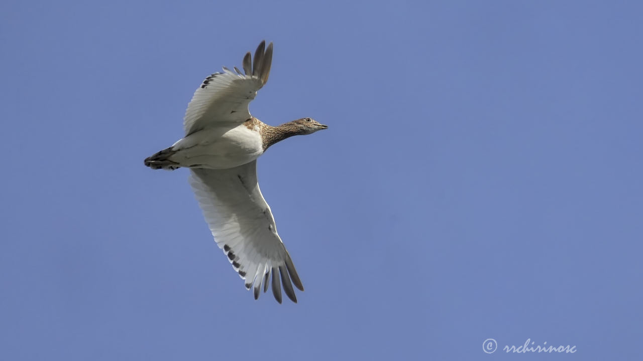 Little bustard