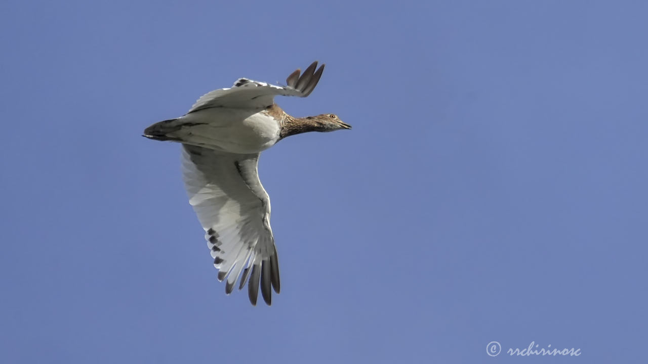 Little bustard