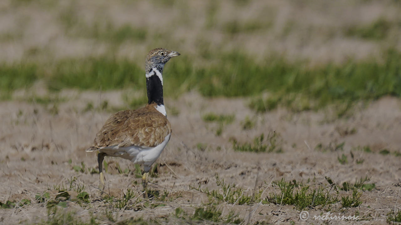 Little bustard