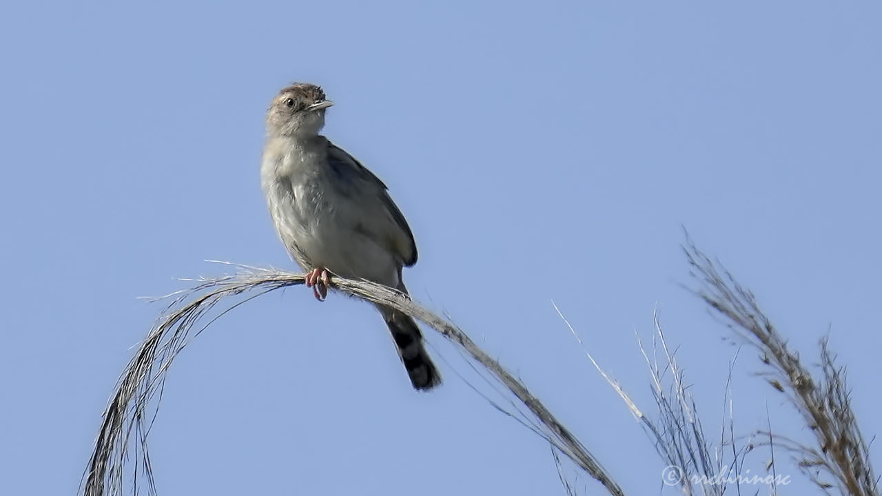 Zitting cisticola