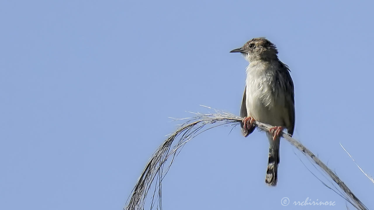 Zitting cisticola