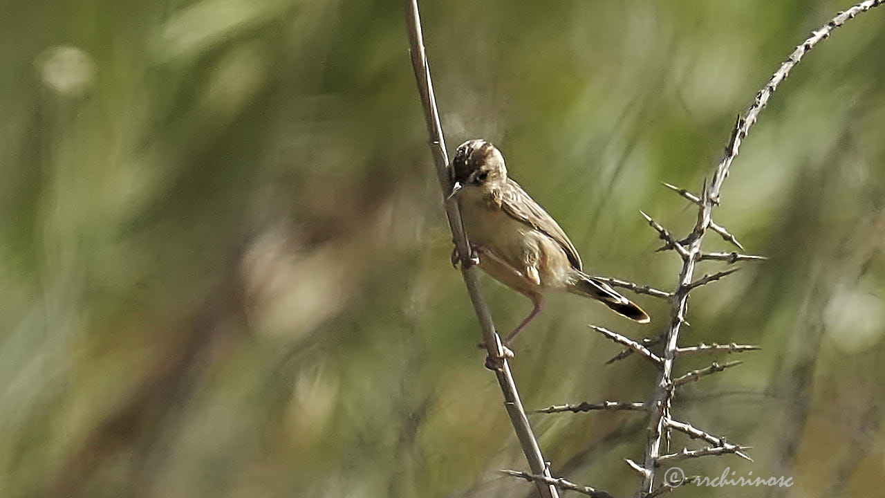 Zitting cisticola