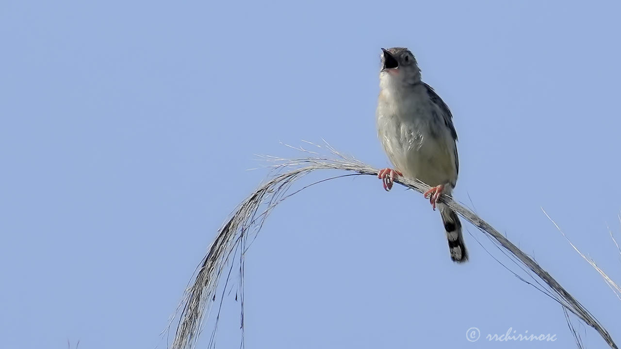 Zitting cisticola