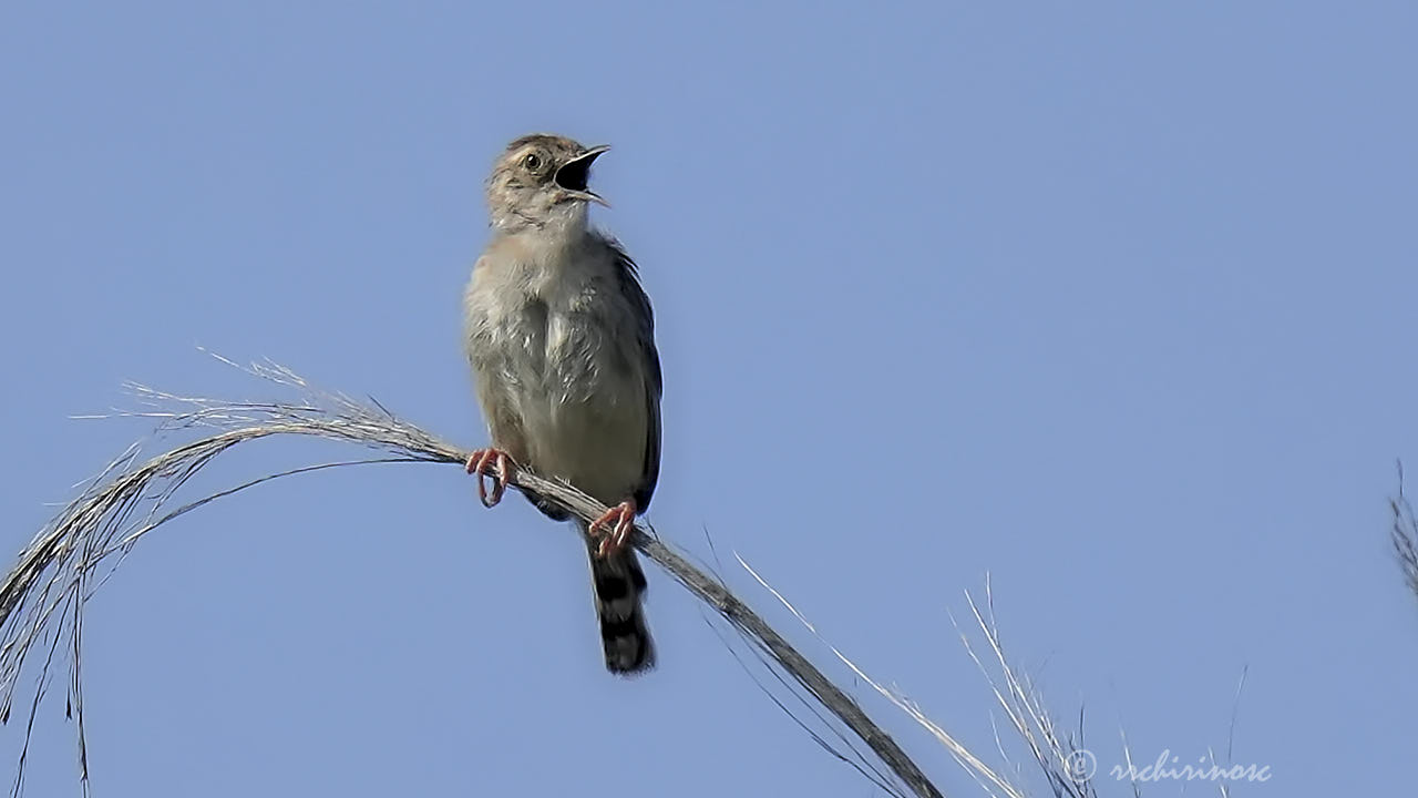 Zitting cisticola