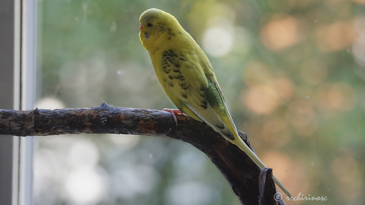 Budgerigar