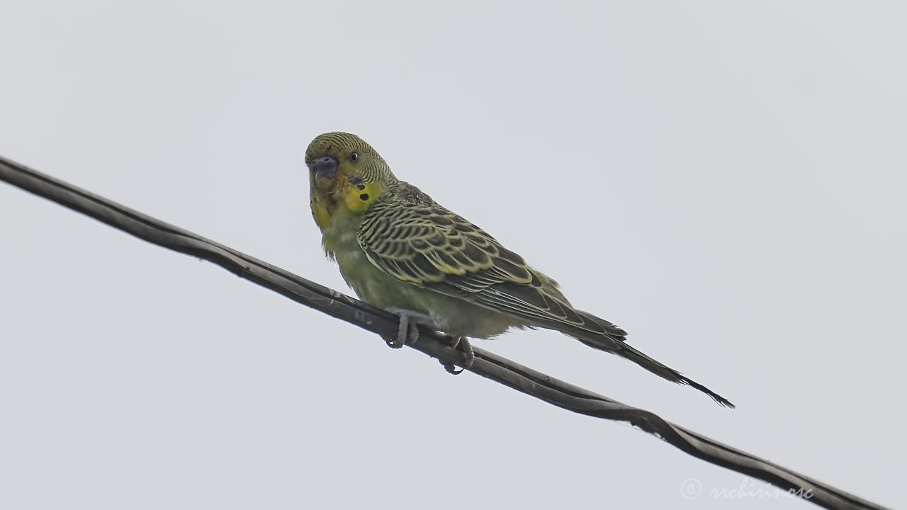 Budgerigar