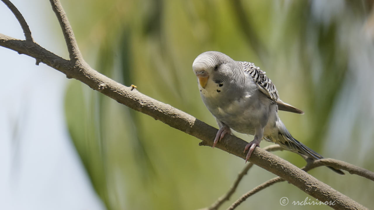Budgerigar