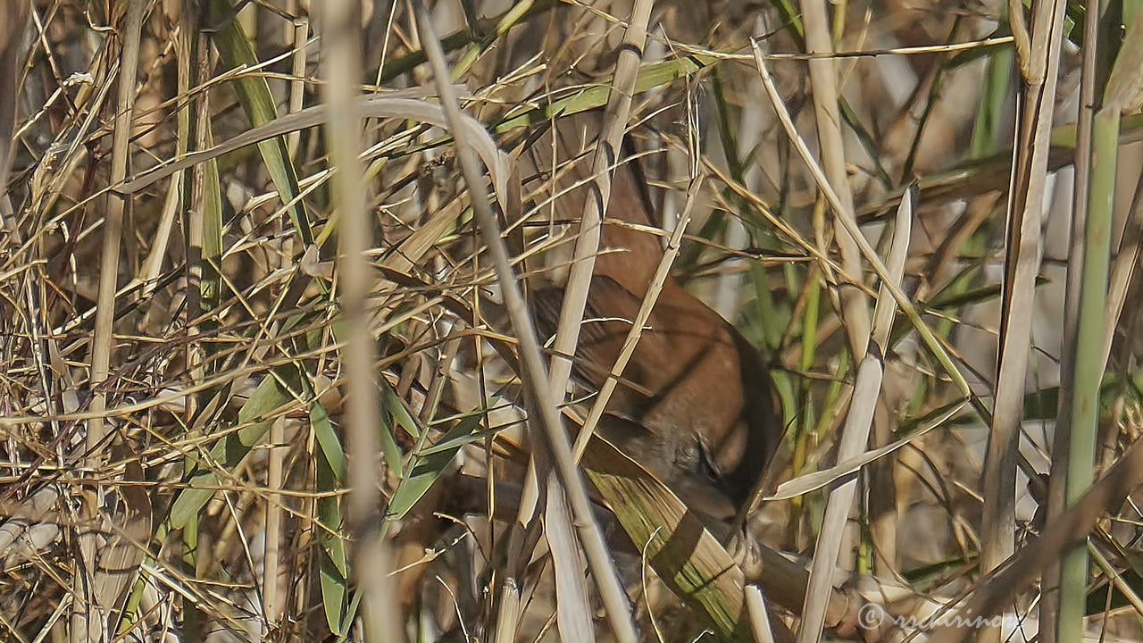 Cetti's warbler