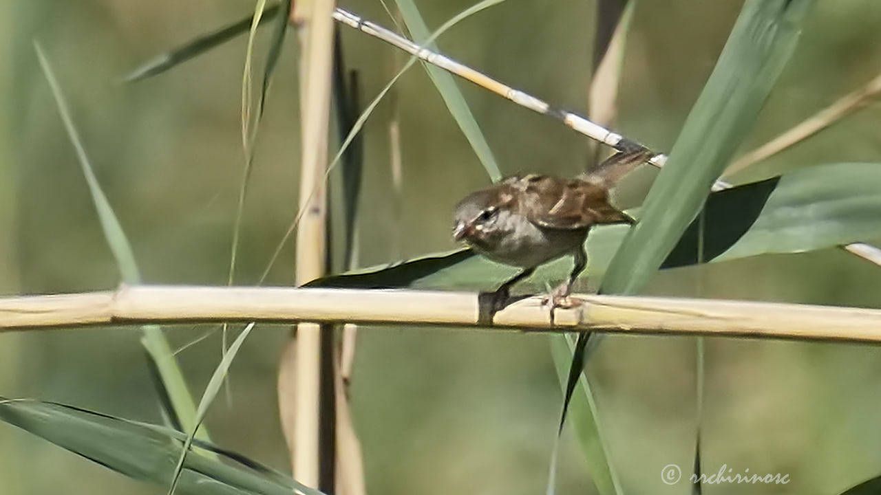 Cetti's warbler