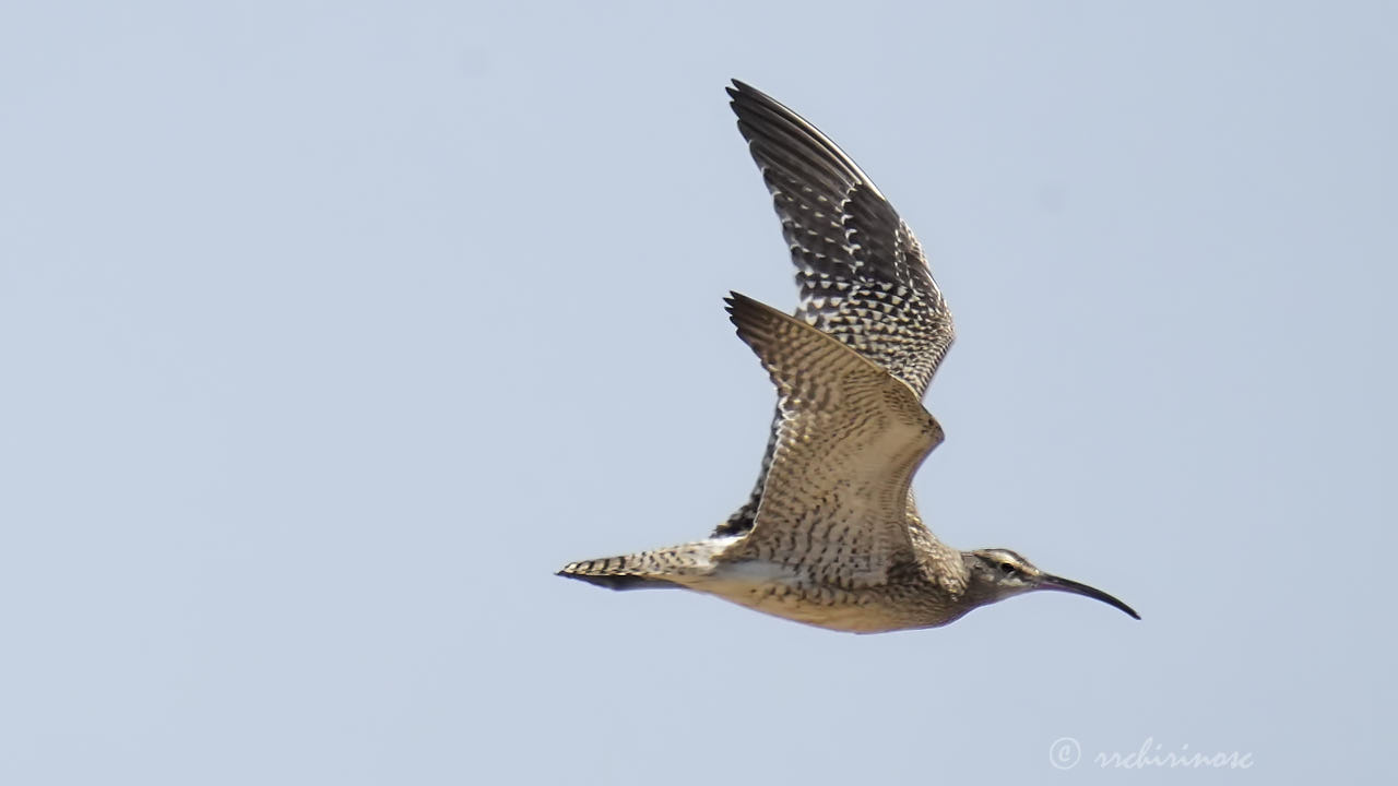 Eurasian whimbrel