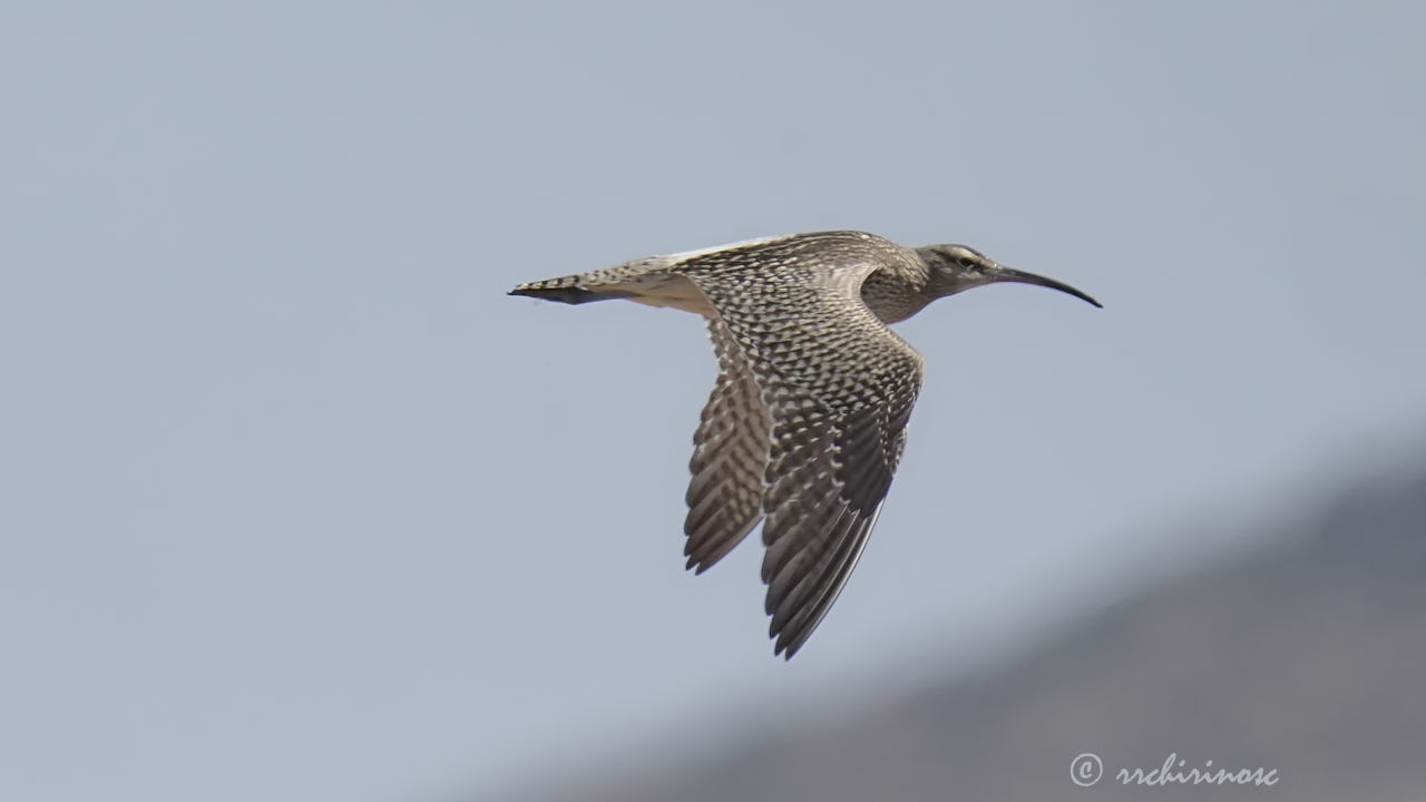 Eurasian whimbrel