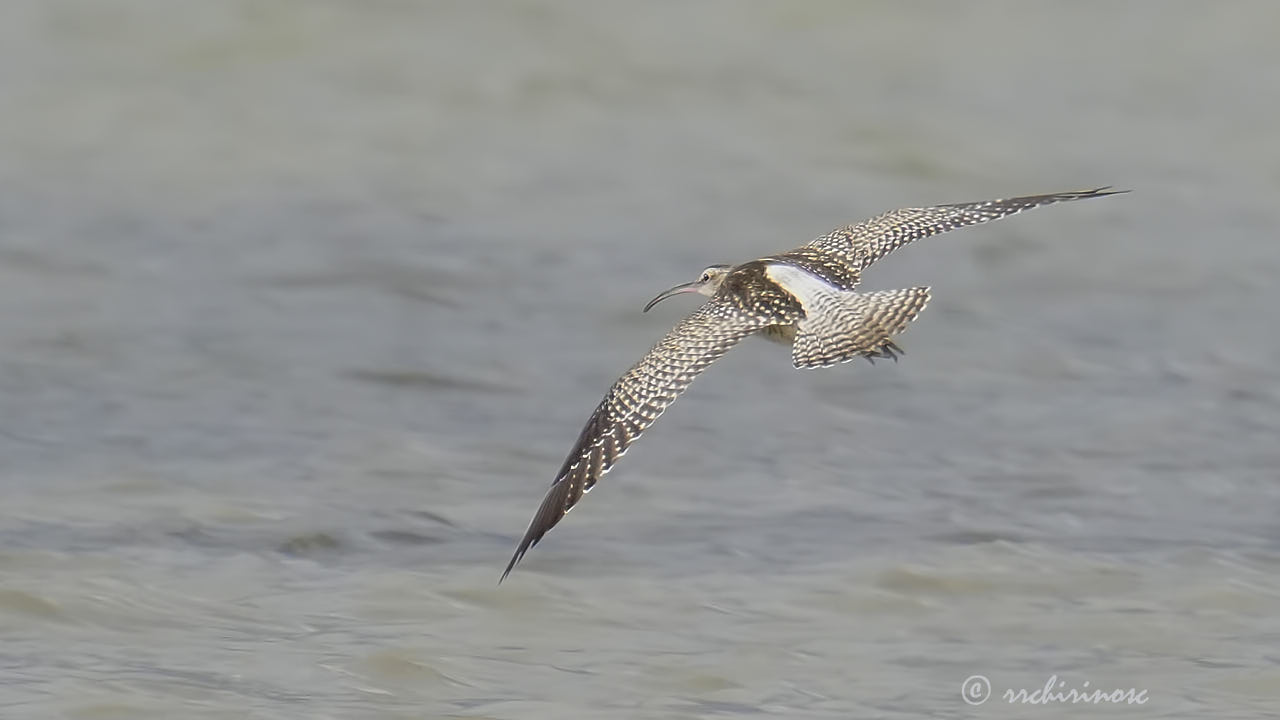 Eurasian whimbrel