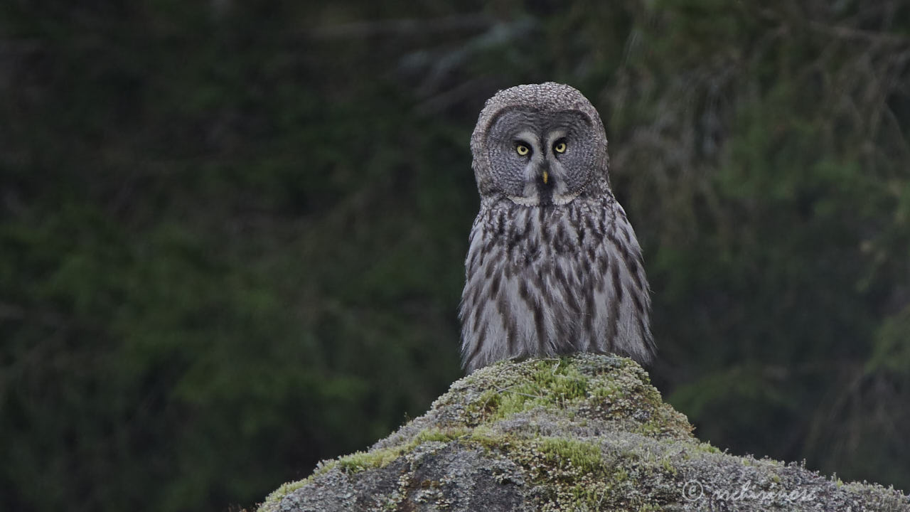 Great grey owl