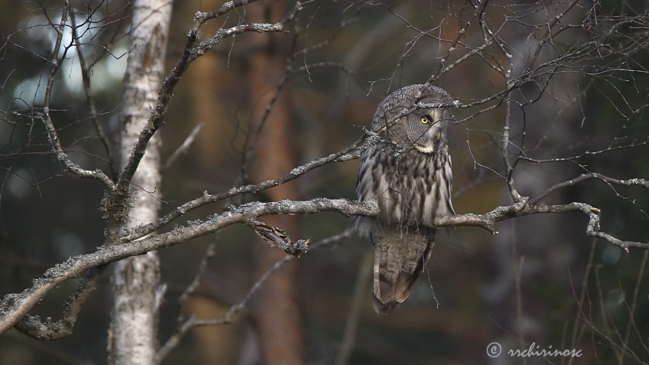 Great grey owl